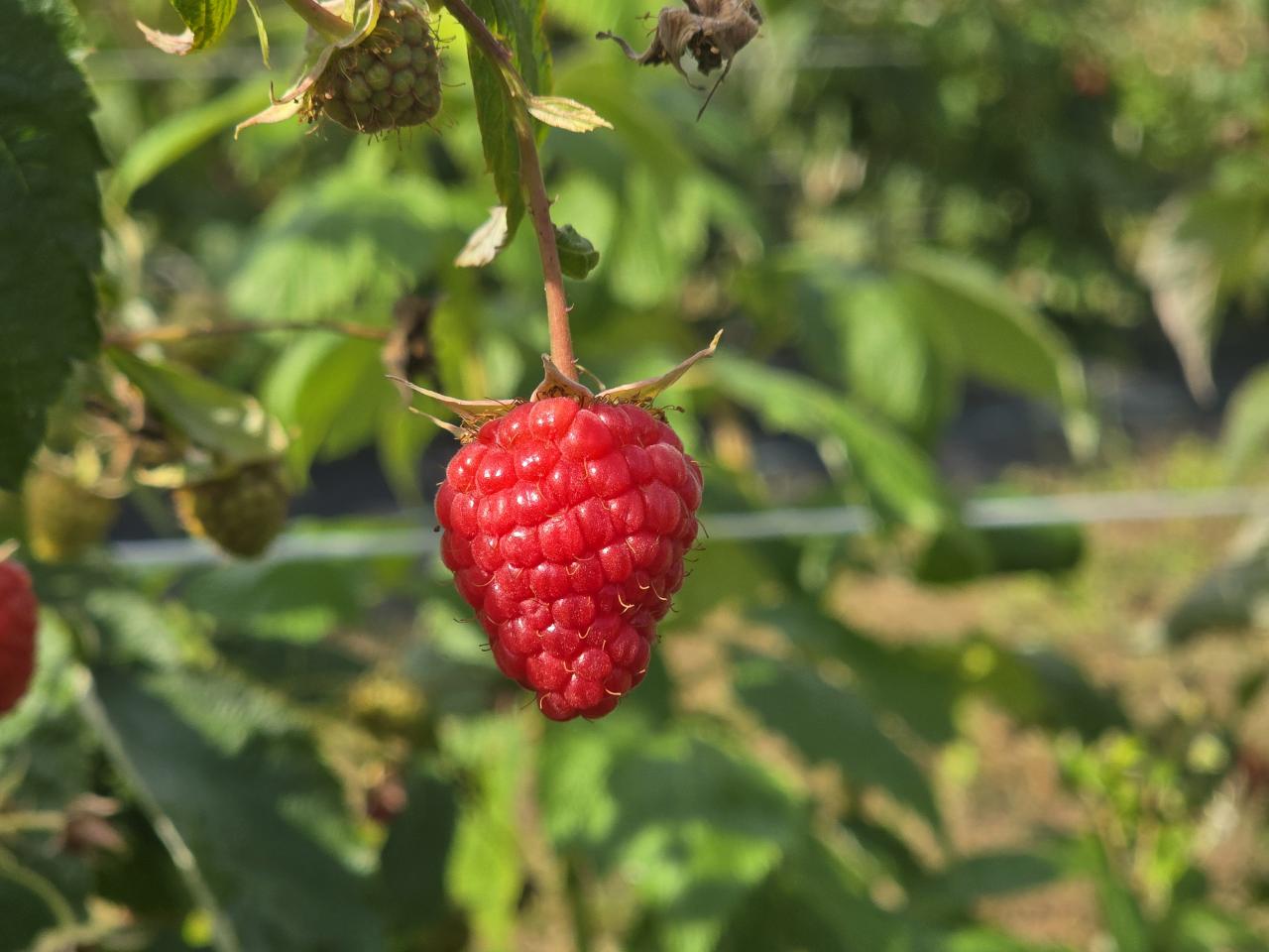 Smart irrigation for resilient berries-6/>
										</picture>
										<figcaption class=