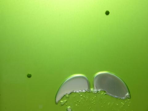 The BIQ: The Algae House