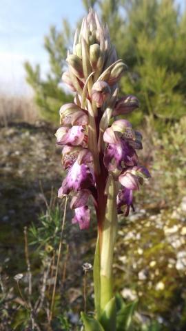 Preservation of Wild Orchids 