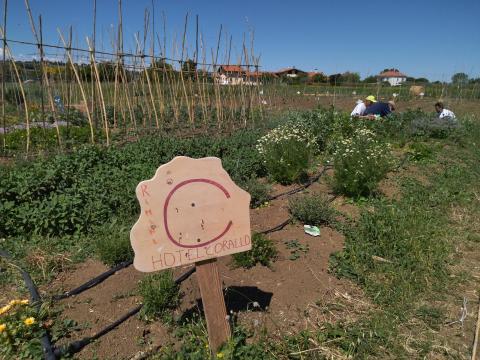 1000 vegetable gardens