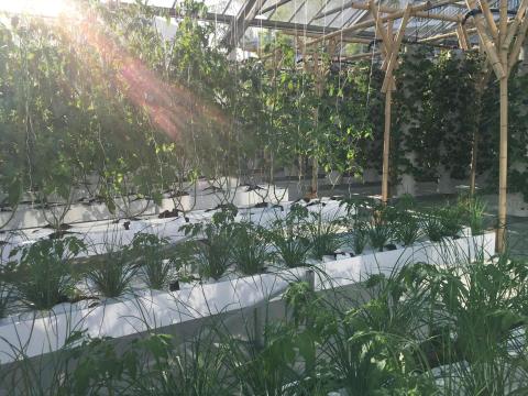 Produce food to green urban buildings