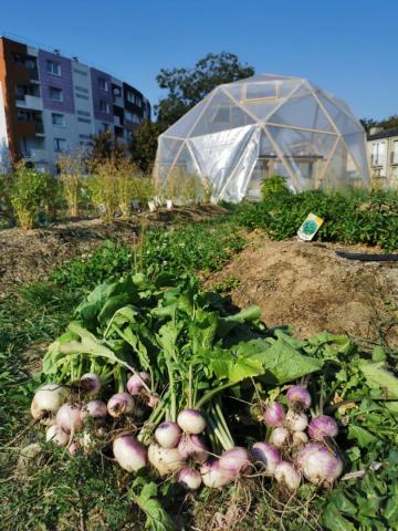 Community garden - Le Clos Saint Lazare