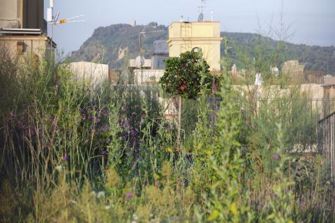 Awarded Xifré’s Rooftop: “Floating” Wild Garden