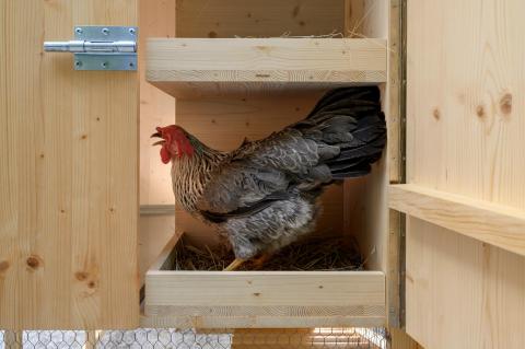 Chicken Coop