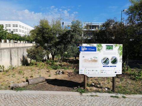 FCULresta - an urban biodiversity bomb