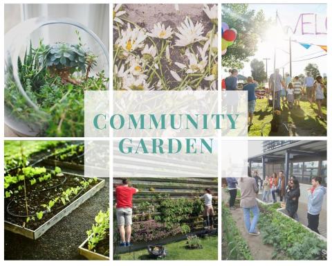 Timișoara Community Garden