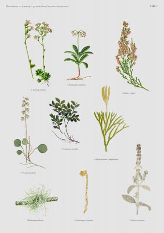 Sanatorium of memory