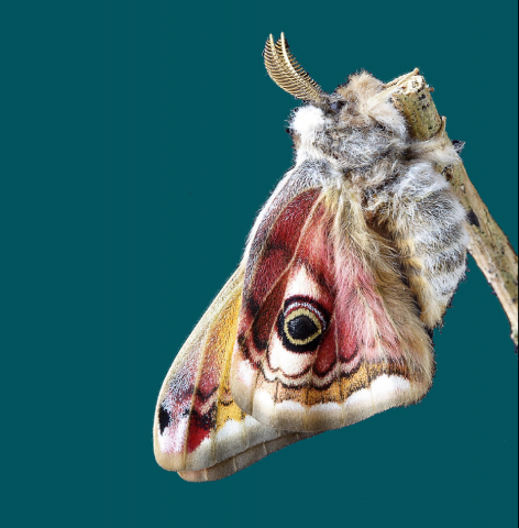 Ecology and Social Metamorphosis