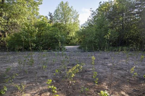 Urban reforestation at Szép Valley