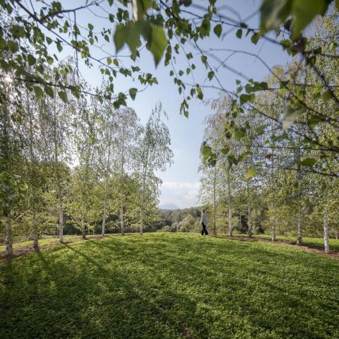 The Forest Path