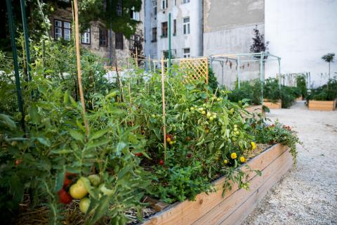 "Rózsa-garden" community garden