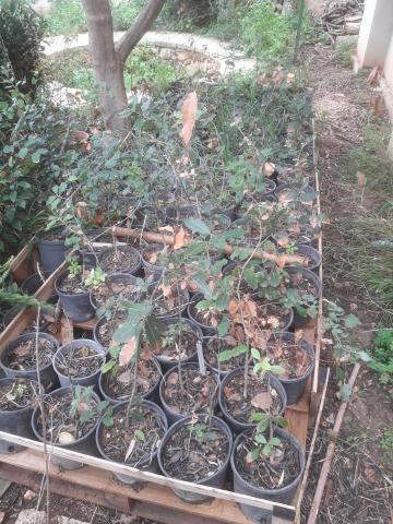 The 'Grow 10 Trees 'Project  (G10T)