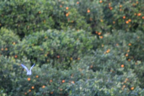 Taking care of Spain's fruits