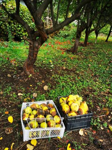 Mărțișor (Urban) Community Orchard