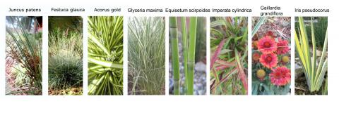 ReNaturalization-Rain gardens as NbS
