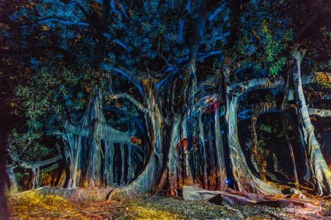 Anima Mundi