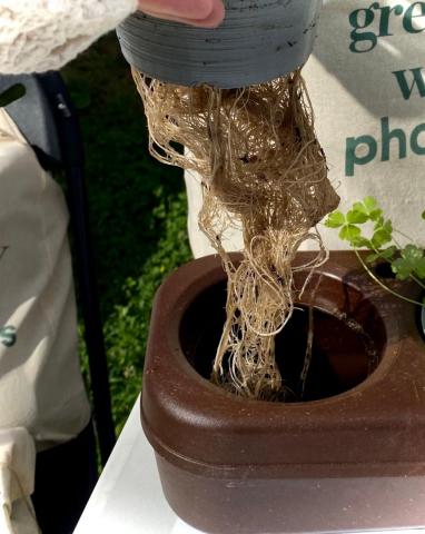Cork semi-hydroponic urban garden 