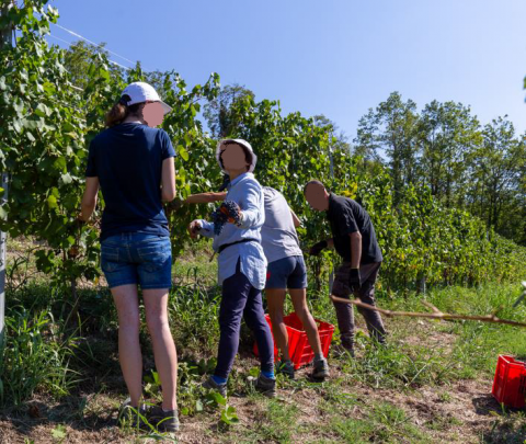 Vineyard Project 