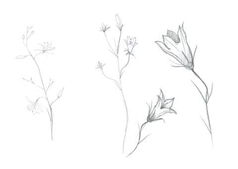 Nature Creativity - educational game