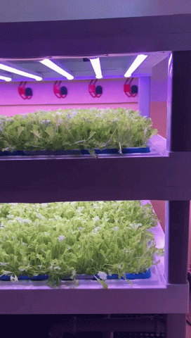 Let's GROW the future! 