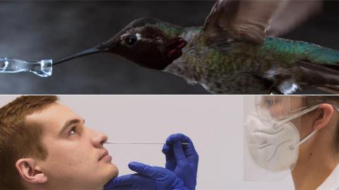 CRN_01 "Hummingbird" Swabs