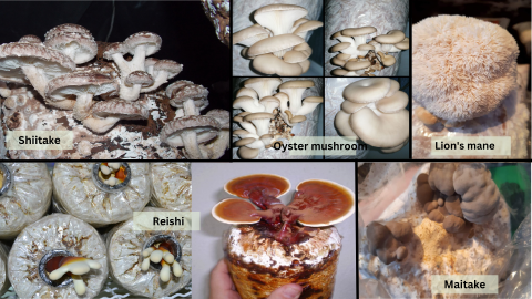 Medical Mushroom Garden
