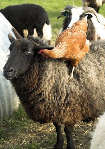 Guaranteeing Animals a Life Worth Living