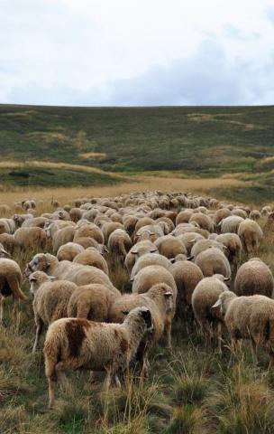 Mandra:School of Traditional Shepherding