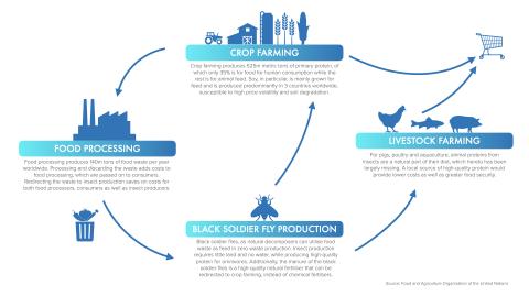 Insects in Circular Economy