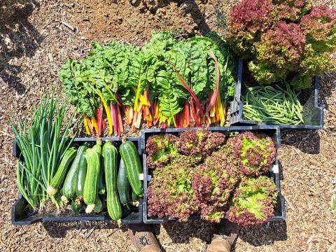 The Extraordinary Urban Market Gardeners
