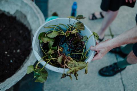 Restoring aquatic plants to architecture