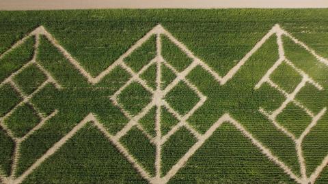 Corn maze "Hrvatica"