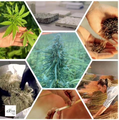 INDUSTRIAL HEMP AS A NEW CROP
