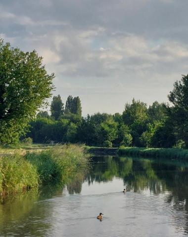 An urban forest in town instead a desert