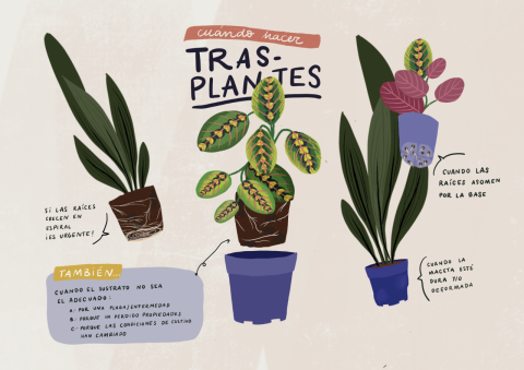 Plantea en verde