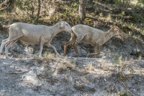 NETWORK OF TREES IN NATURAL AREAS