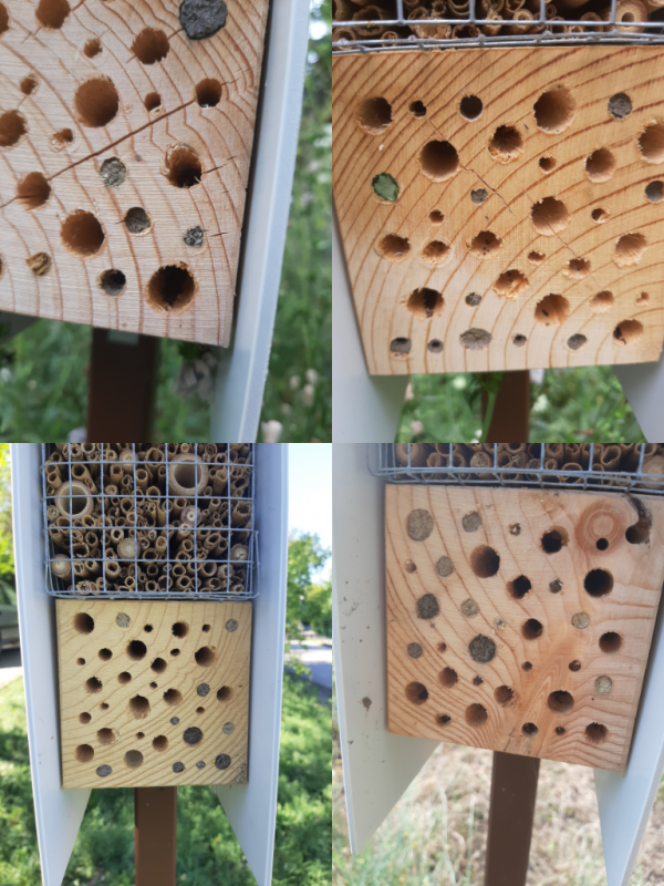Pollino