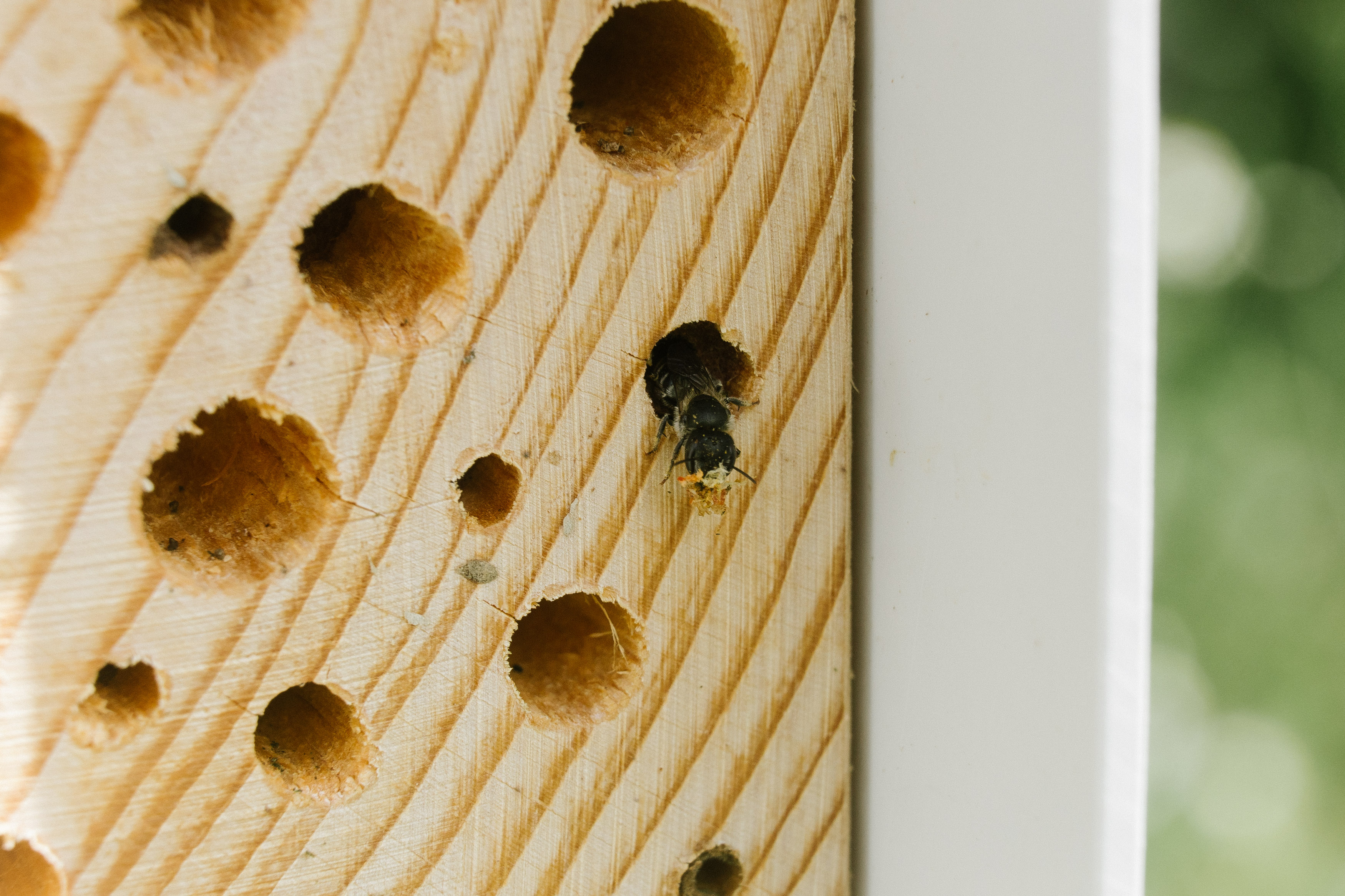 18_Pollinator_Nesting_in_Pollino_Photo_from_Monitoring.jpg